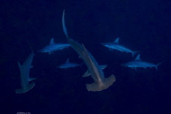 Group
Location :Red Sea Daedalus Reef Egypt
Canon 5dsr
... by Yung Sen Wu 